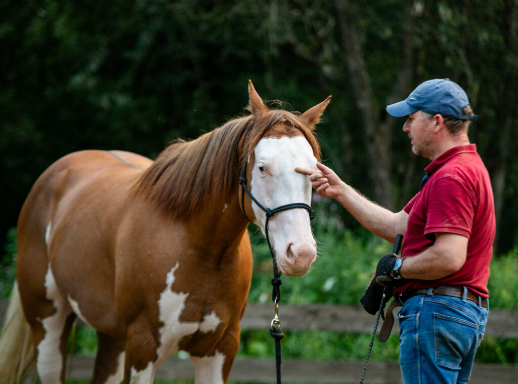szkolenia koni jazda konna