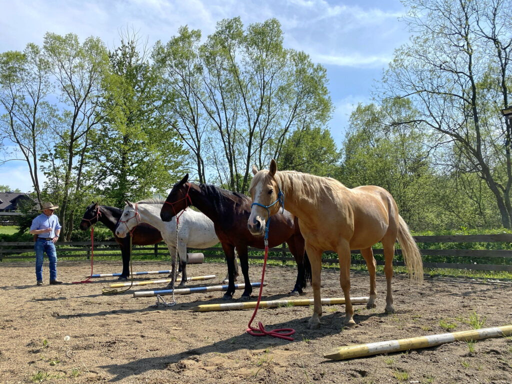 kulbaka konie Bieszczady